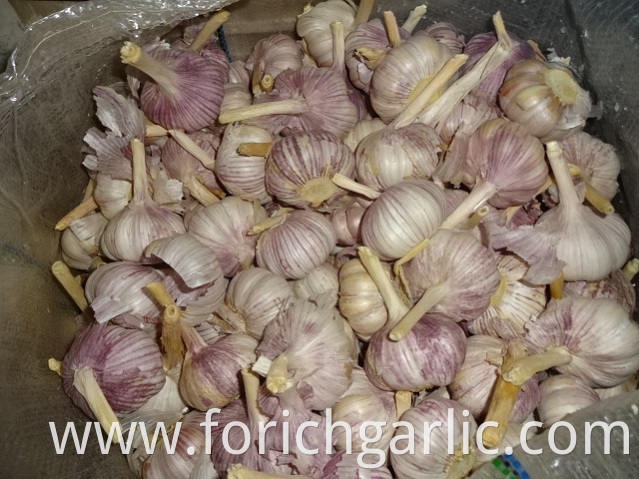 Fresh Normal Garlic Jinxiang